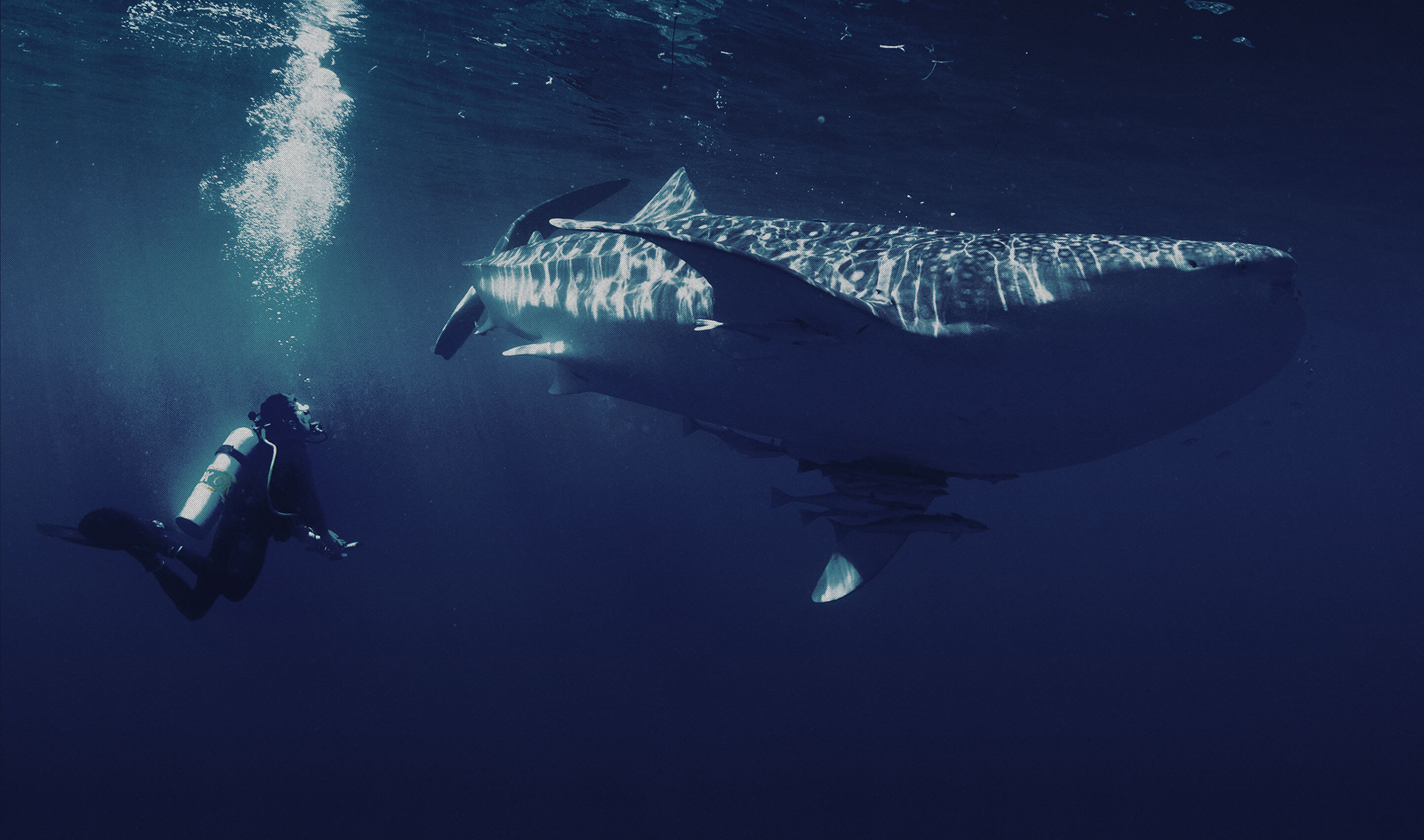 ABOUT Save the BEYOND