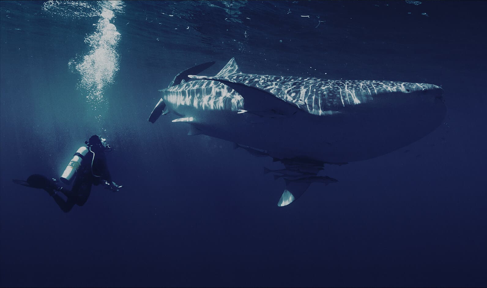 SAVE the BEYOND 2022 SYMBOL OF THE SEAS